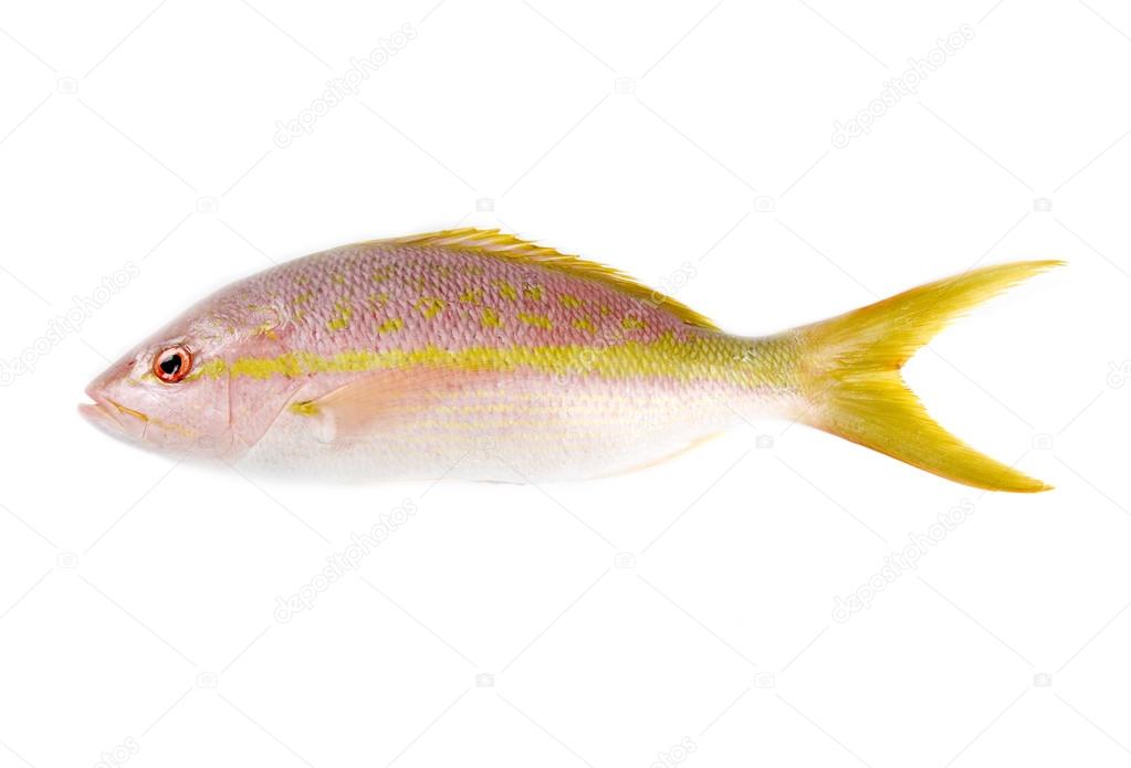 Raw Yellow Tail Snapper Fish Isolated on White