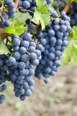 Cabernet sauvignon kırmızı şarap üzüm asma üzerinde