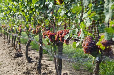 gewurtztraminer beyaz şarap üzüm asma üzerinde