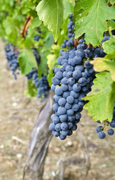 Cabernet sauvignon czerwone wino z winogron na winorośli — Zdjęcie stockowe