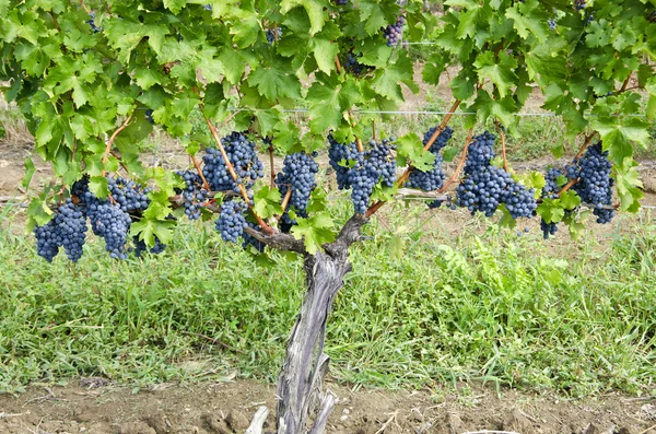 카 베 르네 쇼 비 뇽 레드 와인 포도 나무에 포도 — 스톡 사진