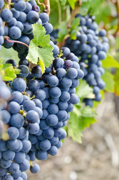 Cabernet Sauvignon Uvas de vino tinto en la vid — Foto de Stock