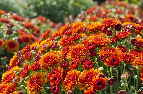 Orange Fall Chrysanthemums — Stock Photo, Image