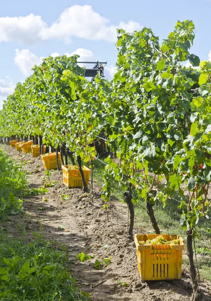 Harvested Riesling White Wine Grapes — Stock Photo, Image