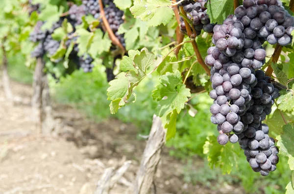 Italian Nebbiolo Red Wine Grapes on the Vine — Stock Photo, Image