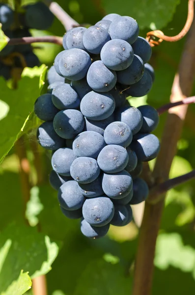 Pinot noir κόκκινο κρασί σταφυλιού στον αμπελώνα — Φωτογραφία Αρχείου