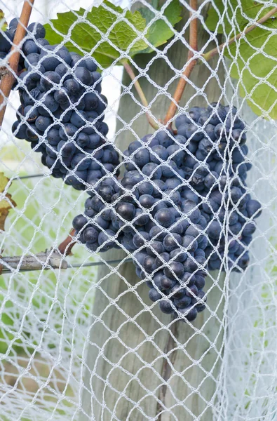 Pinot noir κόκκινο οινοποιήσιμα σταφύλια υπό εφαρμογή εντομοπροστατευτικών δικτύων — Φωτογραφία Αρχείου