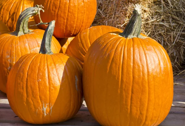 Pumpkins — Stock Photo, Image