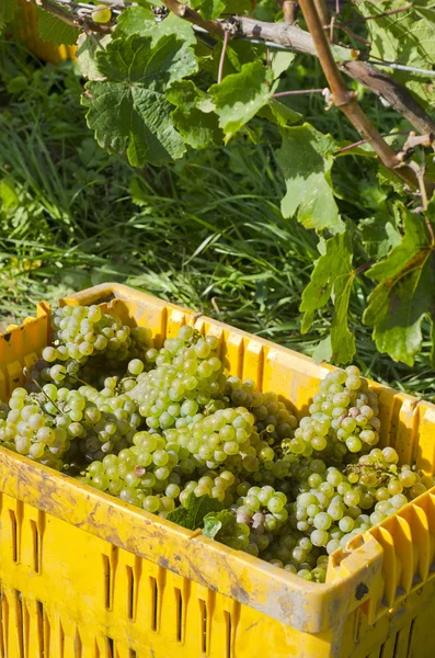 収穫白リースリングのワイン葡萄 — ストック写真