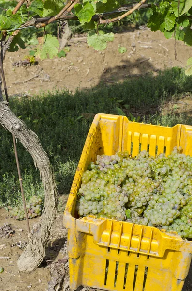 Colheita de uvas de vinho branco Riesling — Fotografia de Stock