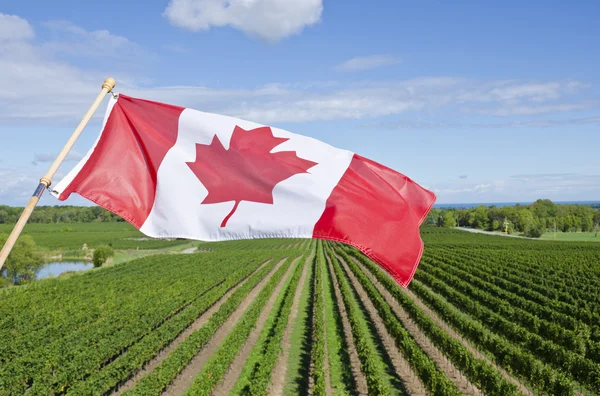 Bandeira canadense sobrevoando uma vinha na região vinícola do Niágara — Fotografia de Stock