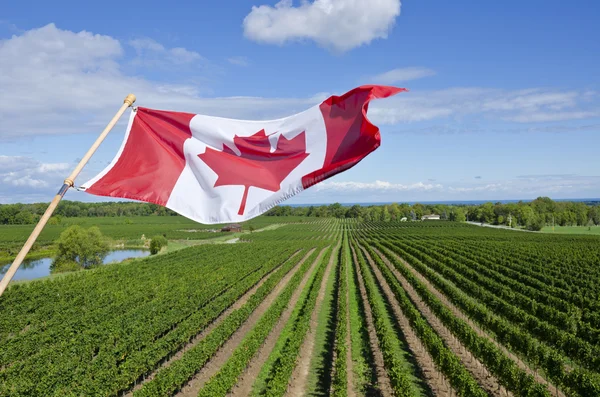 Kanadische Flagge weht über einem Weinberg in der Weinregion Niagara — Stockfoto