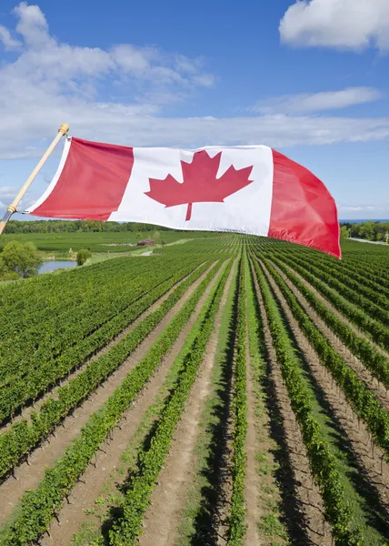 Bandera canadiense ondeando sobre un viñedo en la región vinícola del Niágara —  Fotos de Stock