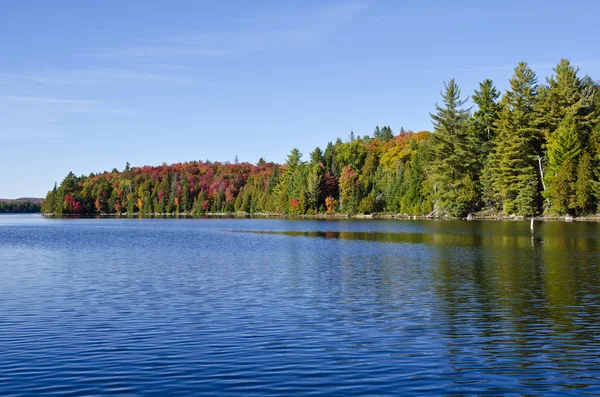 Höstfärger på sjön canoe lake i algonquin park — Stockfoto