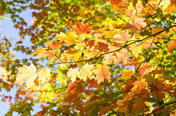 Barevné Javorové listy na podzim — Stock fotografie