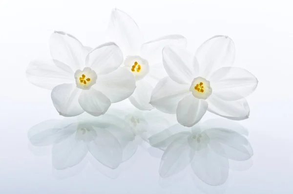 Narcissus Flowers Back Lit — Stock Photo, Image