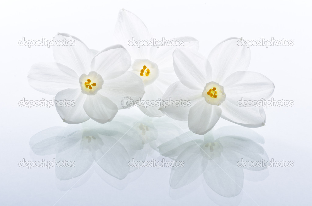 Narcissus Flowers Back Lit