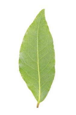 bir taze defne yaprağı