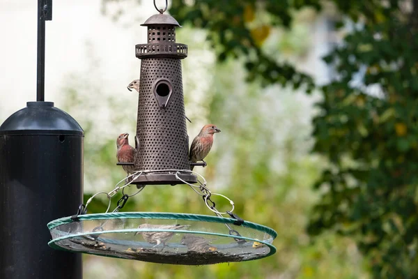 Bărbat Femeie Casa Finches Mananca Seminte Floarea Soarelui Alimentator Păsări — Fotografie, imagine de stoc