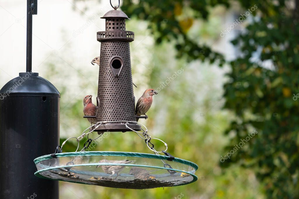 Male and Female House Finches Eating Sunflower Seeds at a Birdfeeder in a Backyard