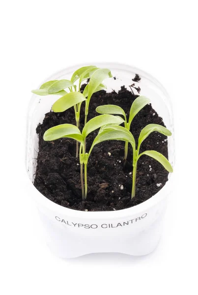 Piantine Calypso Cilantro Crescendo Contenitore Plastica Isolato Bianco — Foto Stock