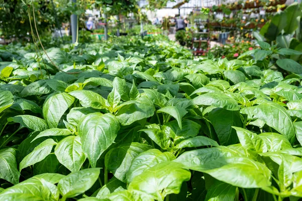 Pfefferpflanzen Zum Verkauf Einem Gartencenter — Stockfoto