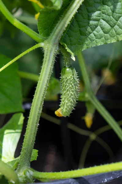 Closeup Tiny Cucumber Growing Planter — Stok fotoğraf