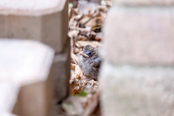 Detailní Záběr Severoamerického Kardinála Fledglinga — Stock fotografie