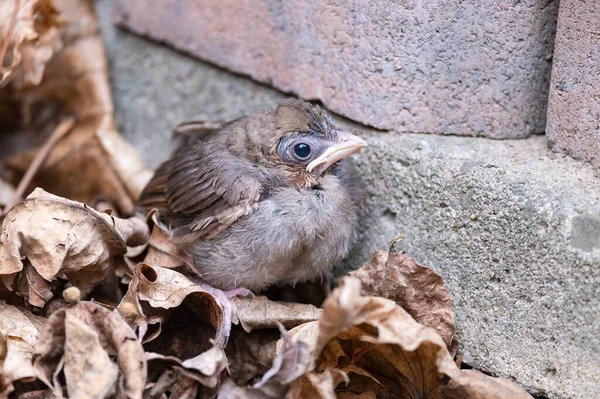 Closeup North American Cardinal Fledgling — Zdjęcie stockowe