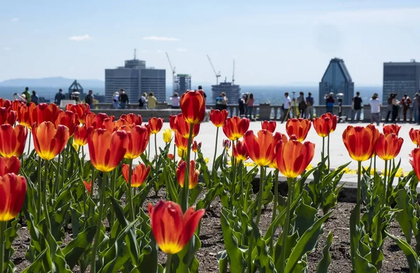 Gente Que Centro Montreal Desde Mount Royal Terrace Llena Tulipanes —  Fotos de Stock