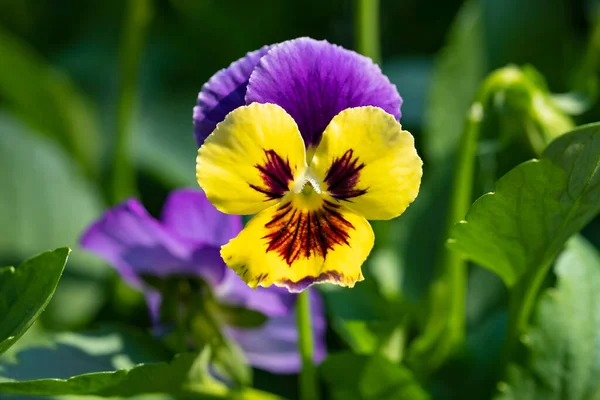 Lähikuva Värikäs Pansies Hymyillen Auringossa — kuvapankkivalokuva