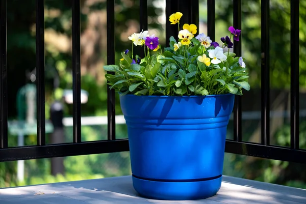 Colorful Pansies Plastic Blue Planter Sitting Deck — Stock Photo, Image