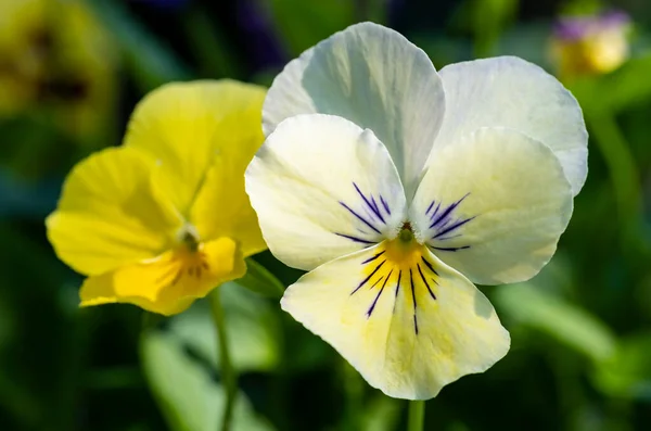 Szoros Kép Színes Pansies Mosolygó Napon — Stock Fotó