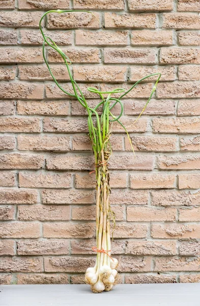 Bunch Fresh Garlic Bulbs Tied Leaning Brick Wall — Stock Photo, Image