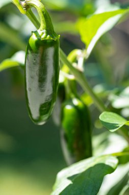 Yeşil Biber dolu bir Jalapeno Biber Bitkisi