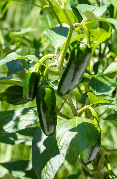 Jalapeno Pepper Plant Full Green Peppers — Stok fotoğraf