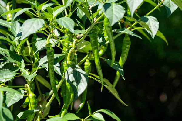 Green Chili Plant Full Fruits — Stok fotoğraf