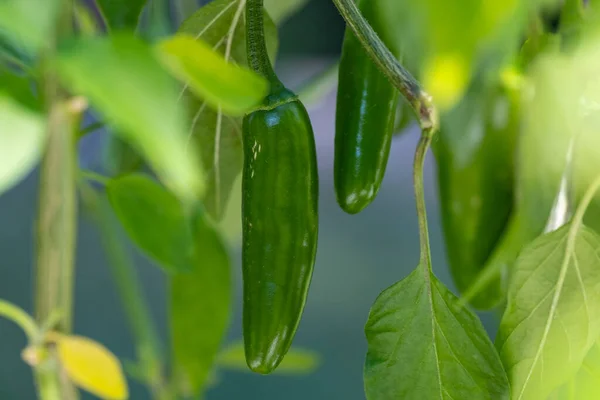 Closeup Van Een Serrano Pepper Plant Met Groene Vruchten Rechtenvrije Stockfoto's