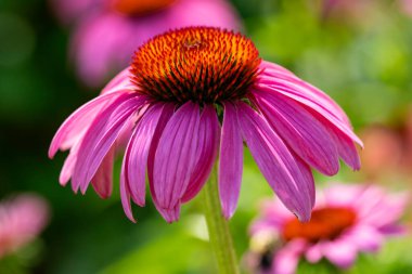 Closeup of a Purple Coneflower in a Garden