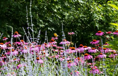 Mor bir konfeti üzerinde oturan bir ispinoz 
