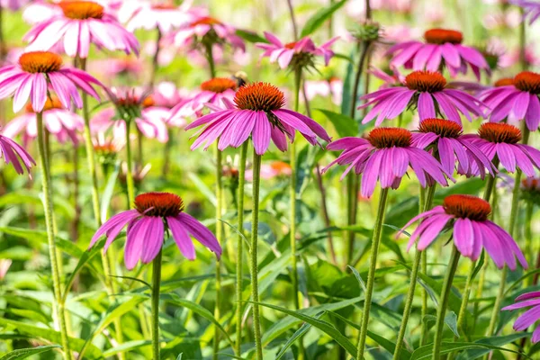 Purple Coneflowers Garden — Stock Photo, Image