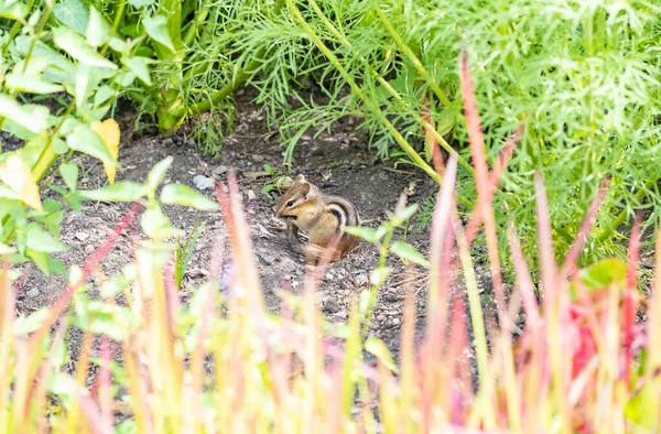 Chipmunk Grooming Itself Garden — Stockfoto