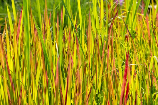 Invasive Japanese Blood Grass Backlit — Foto de Stock