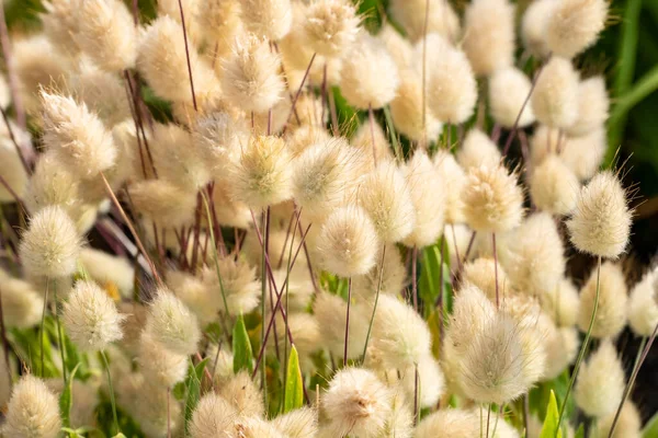 Closeup Invasive Bunny Tail Ornamental Grass — Foto de Stock