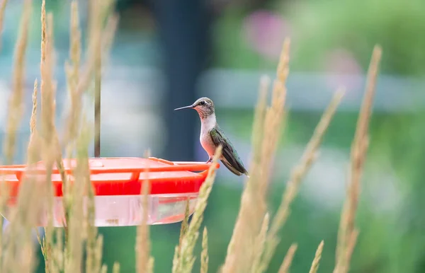 Close Female Ruby Throated Hummingbird Sitting Feeder Karl Foerster Seed — Stock Photo, Image