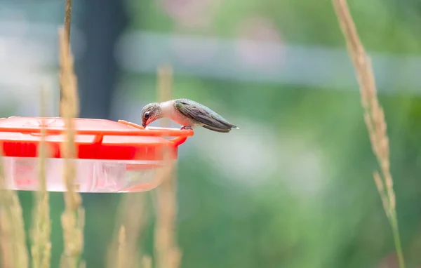 Close Female Ruby Throated Hummingbird Eating Feeder Karl Foerster Seed — Stockfoto