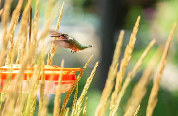 Close Female Ruby Throated Hummingbird Flight Feeder Karl Foerster Seed — Stockfoto