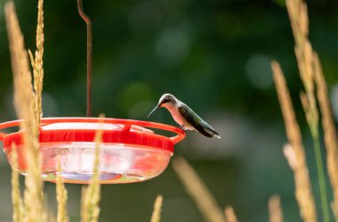 Karl Foerster Seed Heads 'in arkasında oturan yakut boğazlı dişi bir sinekkuşunun yakın çekimi.
