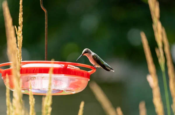 Close Female Ruby Throated Hummingbird Sitting Feeder Karl Foerster Seed — Stockfoto