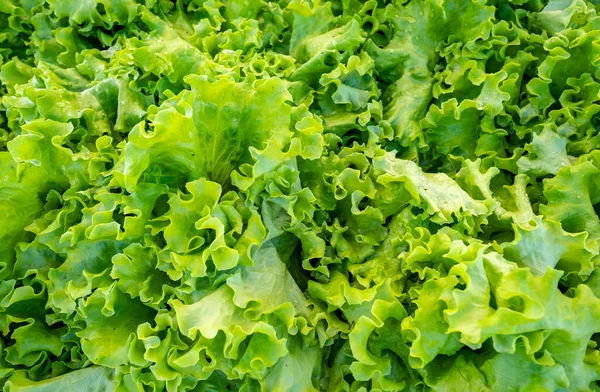Close Green Hydroponic Lettuce — Fotografia de Stock